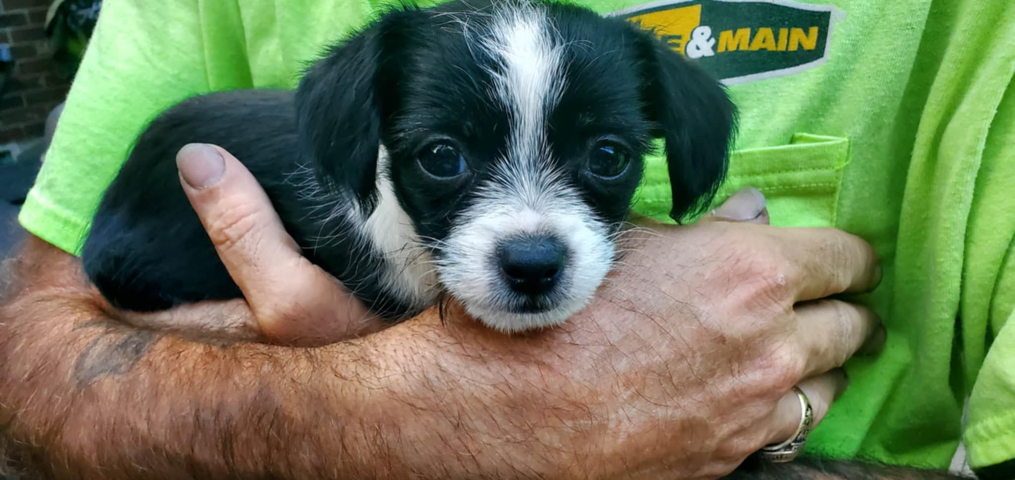 Dexter, a Adopted mixed breed in Louisville, KY image 3/5