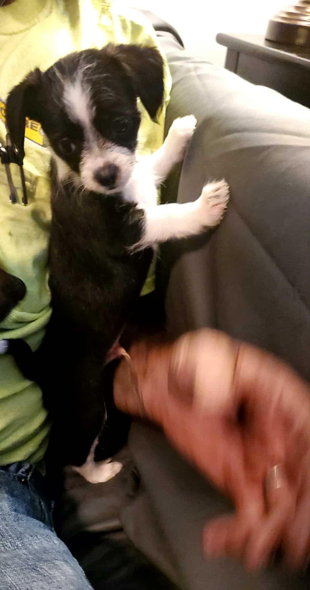 Dexter, a Adopted mixed breed in Louisville, KY image 4/5