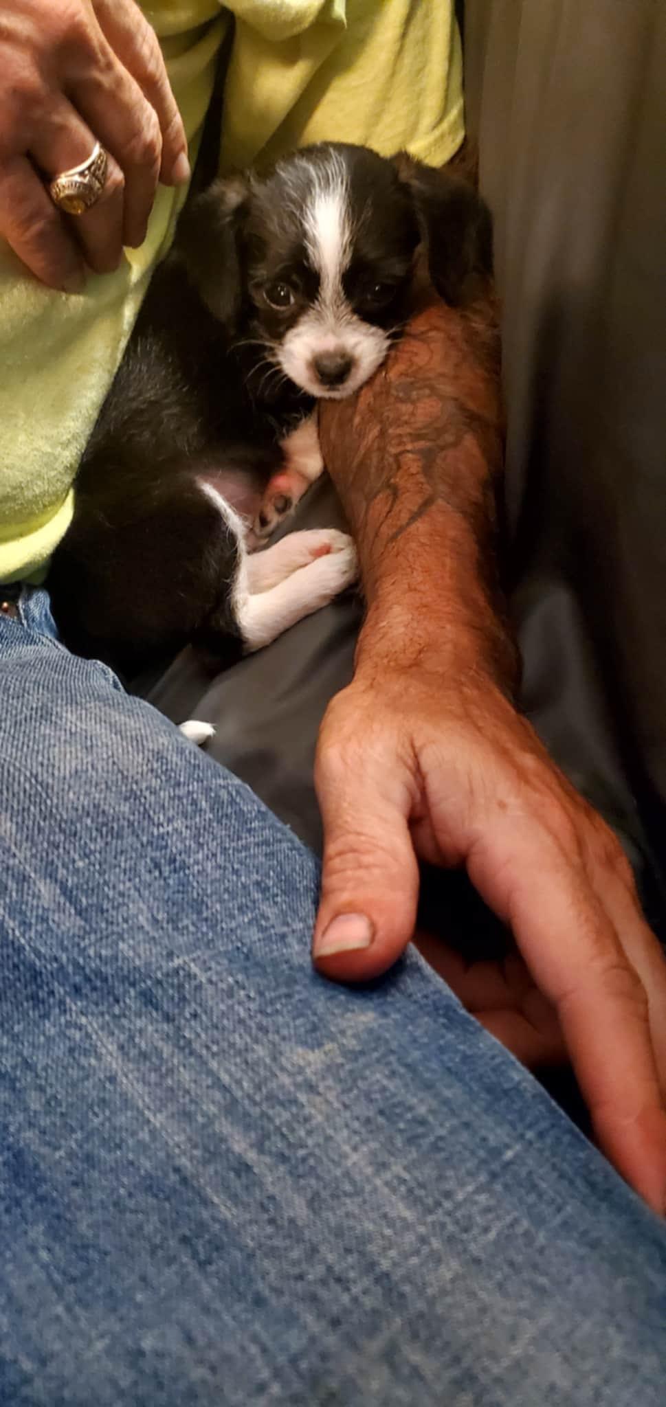 Dexter, a Adopted mixed breed in Louisville, KY image 5/5