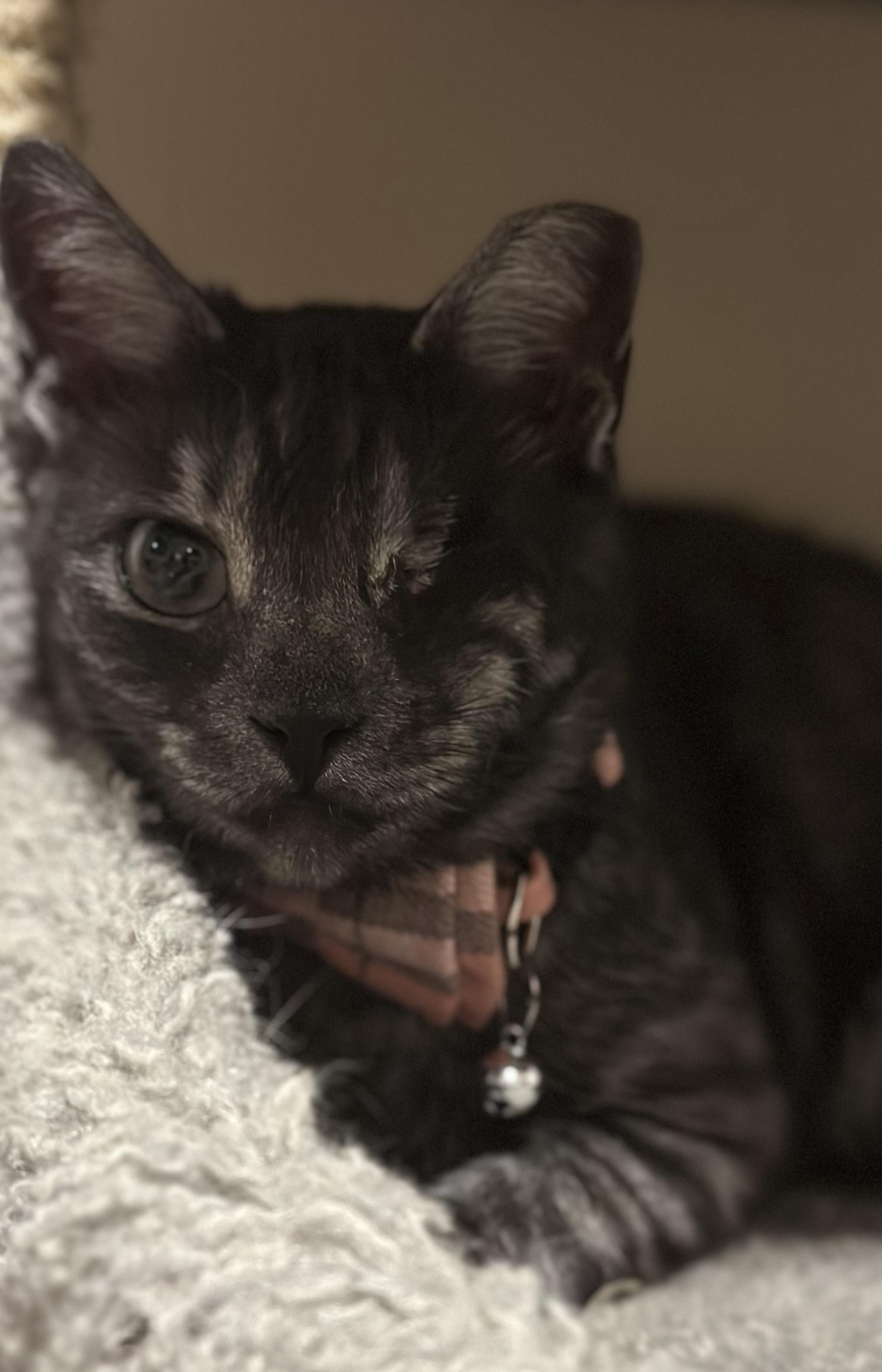 Winky, Adult Female Domestic Short Hair