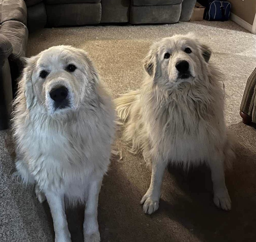 Tim and Daisy (bonded pair), Adopted, Adult Male Great Pyrenees.