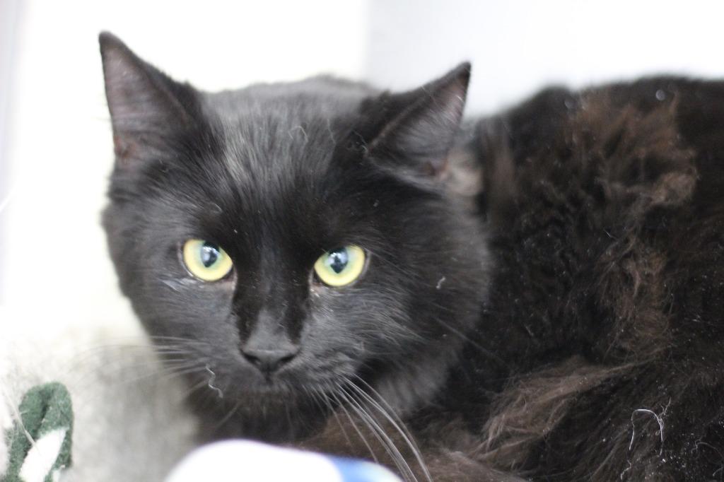 Bear & Cloud, Adoptable, Young Female Domestic Medium Hair.