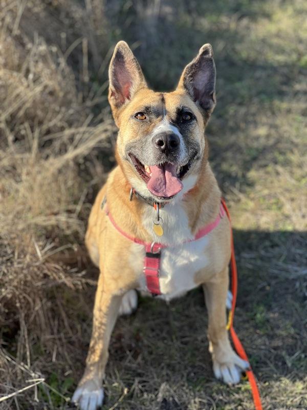 Athena, Adoptable, Adult Female Shepherd & Mixed Breed.
