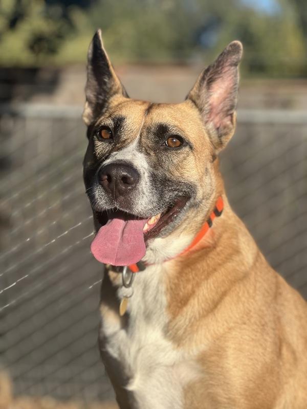 Enlarge Athena, a Adoptable mixed breed in Santa Rosa, CA image 3/6