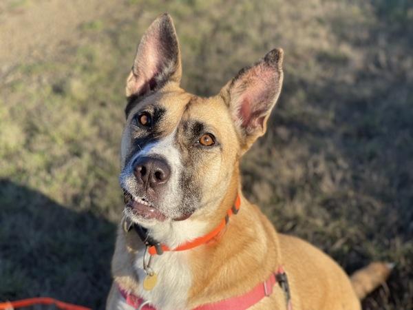 Enlarge Athena, a Adoptable mixed breed in Santa Rosa, CA image 4/6