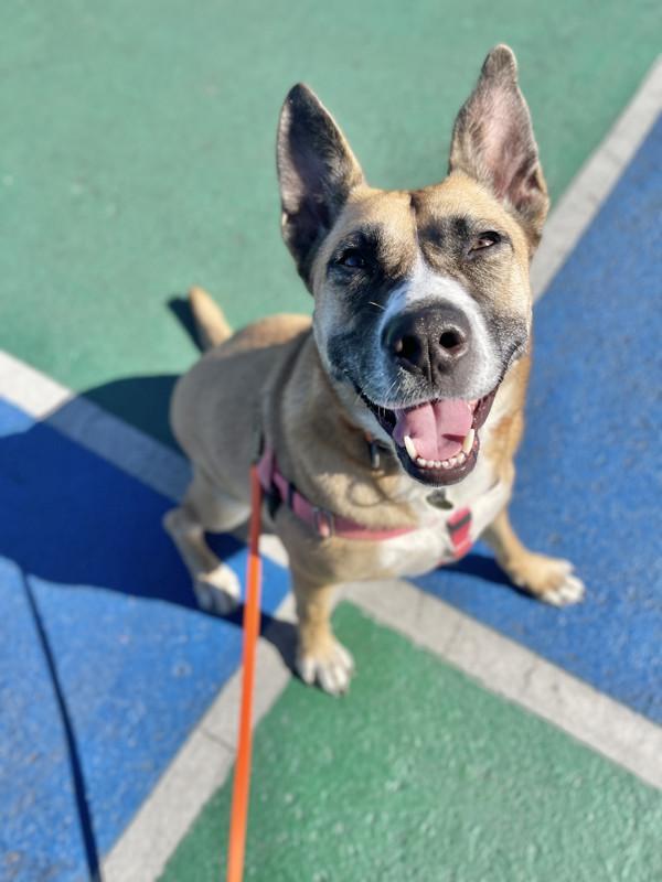 Enlarge Athena, a Adoptable mixed breed in Santa Rosa, CA image 4/6