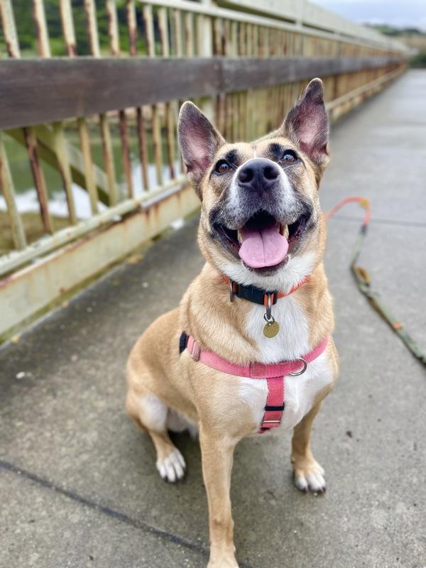 Enlarge Athena, a Adoptable mixed breed in Santa Rosa, CA image 6/6