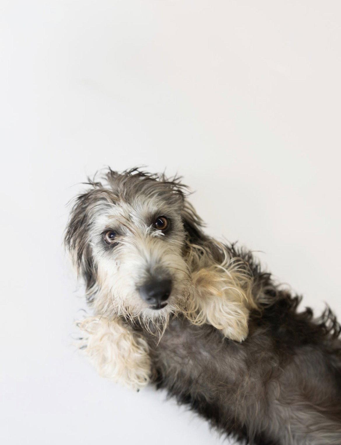 Enlarge Gidgett, a Adoptable mixed breed in York, SC image 2/3