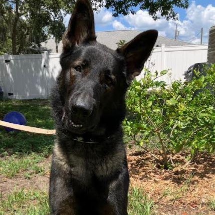 Enlarge Shane, a Adoptable German Shepherd Dog in St. Petersburg, FL image 1/6