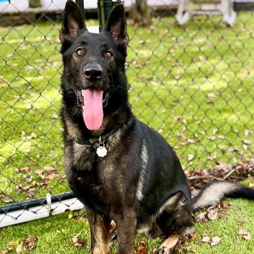 Enlarge Shane, a Adoptable German Shepherd Dog in St. Petersburg, FL image 3/6
