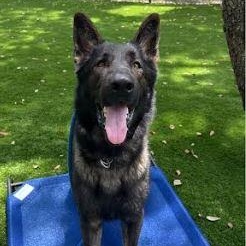 Enlarge Shane, a Adoptable German Shepherd Dog in St. Petersburg, FL image 6/6