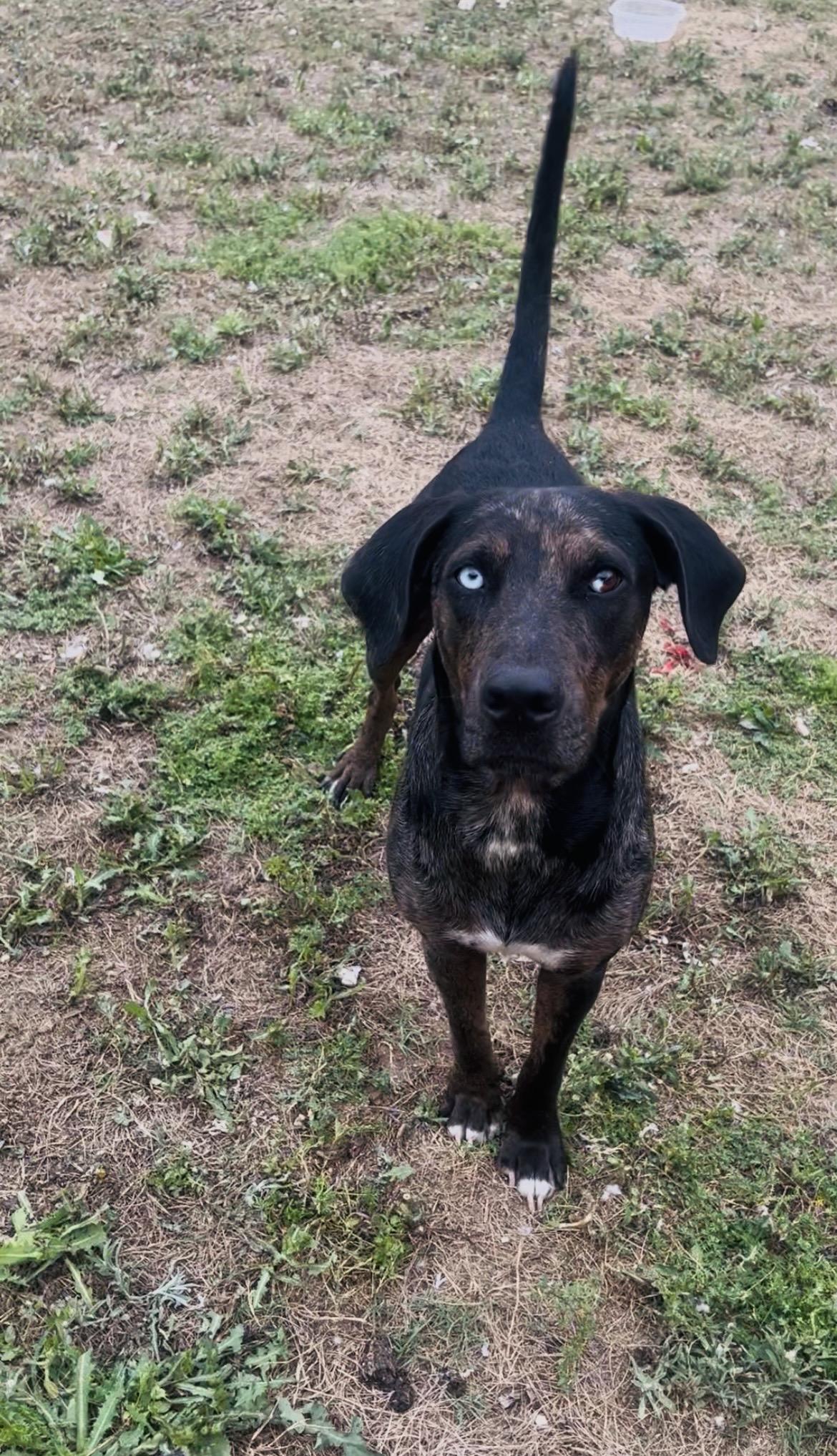 Enlarge Marlow - TX, a ADOPTABLE Catahoula Leopard Dog in Warren, ME image 2/2