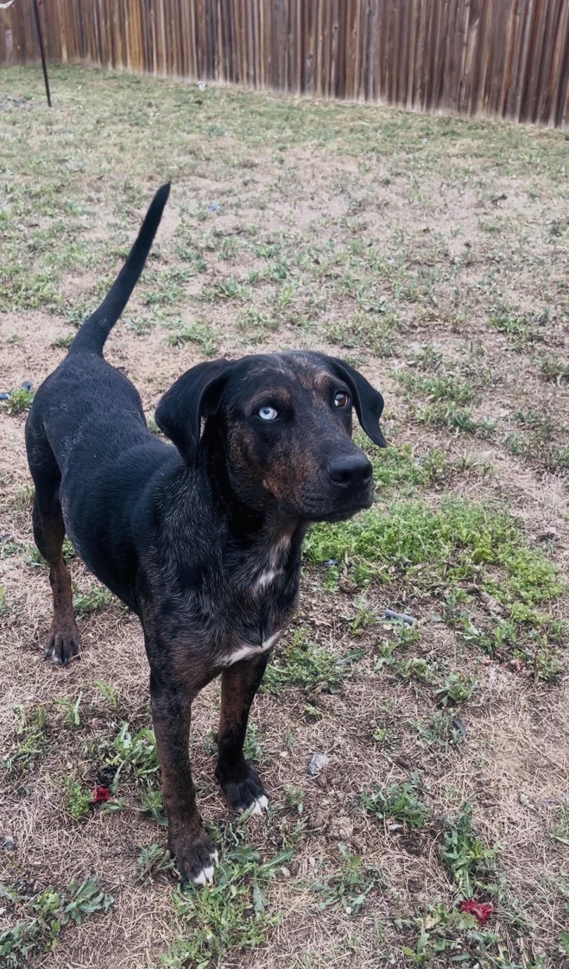 Marlow - TX, ADOPTABLE, Adult Female Catahoula Leopard Dog.