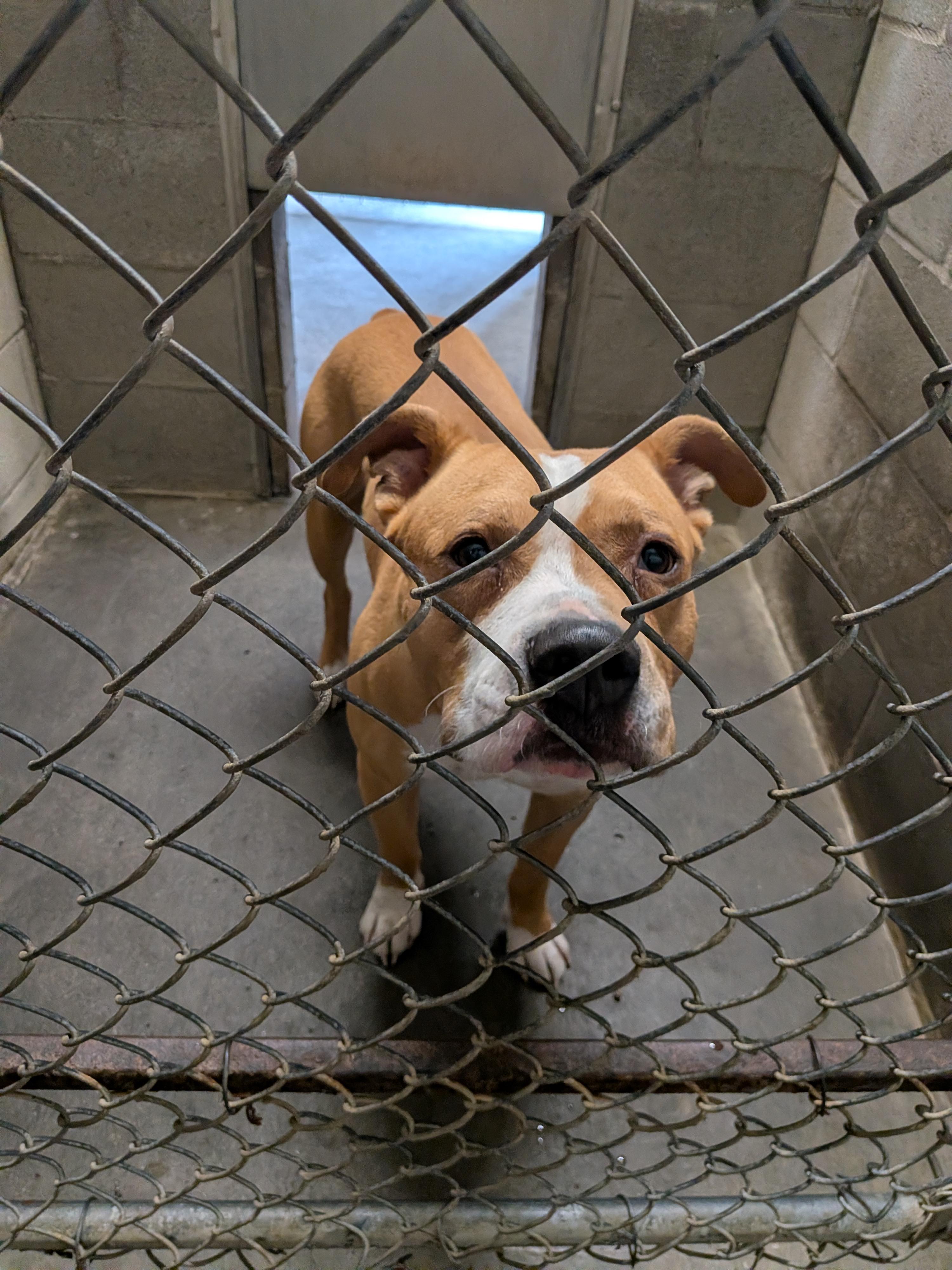 Sasper, ADOPTABLE, Adult Male Pit Bull Terrier.