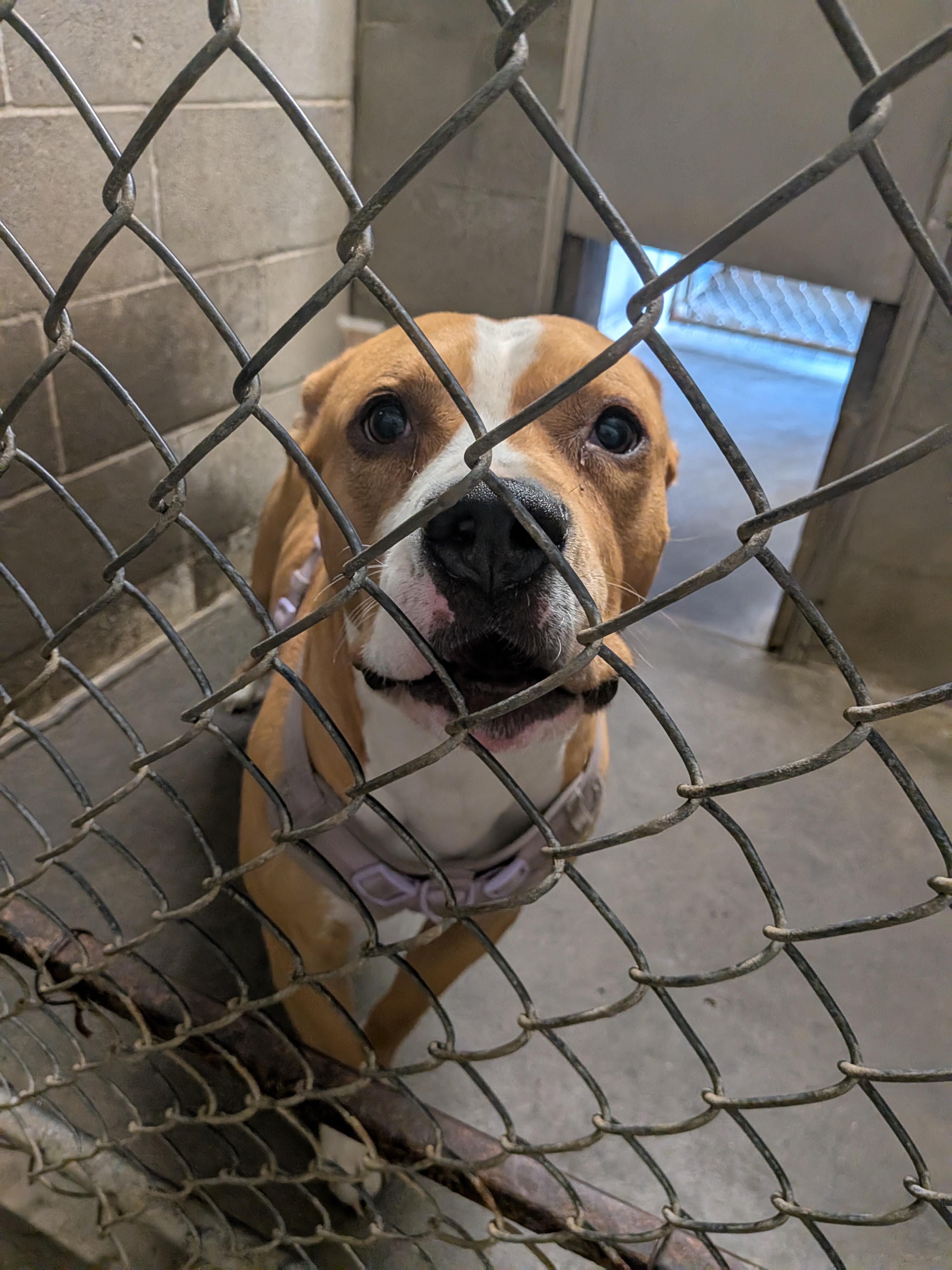 Sasper, ADOPTABLE, Adult Male Pit Bull Terrier.
