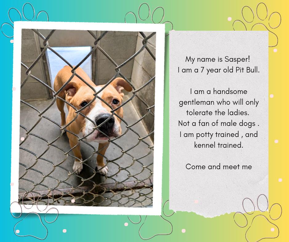 Enlarge Sasper, a ADOPTABLE mixed breed in Hermiston, OR image 3/3
