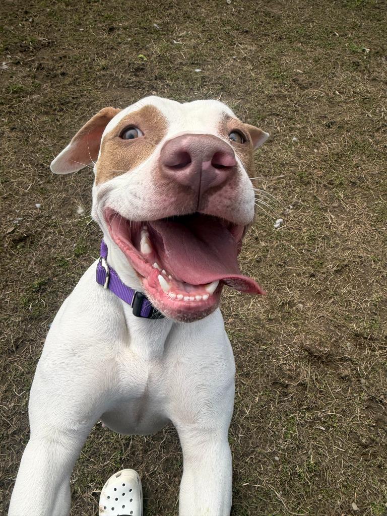 Sunshine, Adoptable, Young Female Mixed Breed.