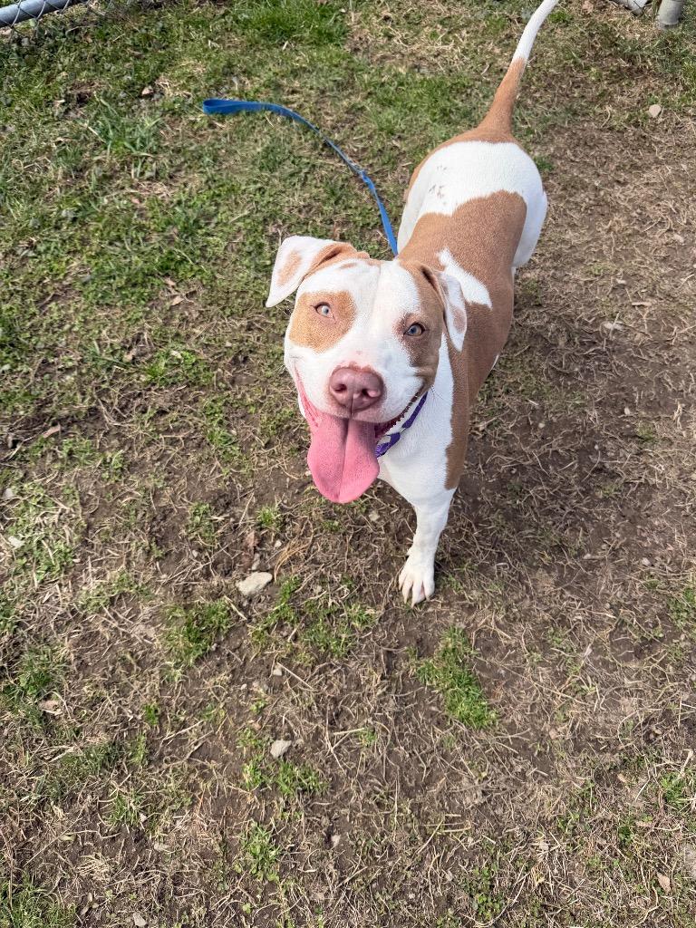 Enlarge Sunshine, a Adoptable mixed breed in Hyde Park, NY image 2/3
