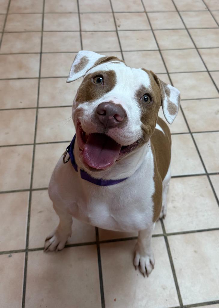 Sunshine, Adoptable, Young Female Mixed Breed.