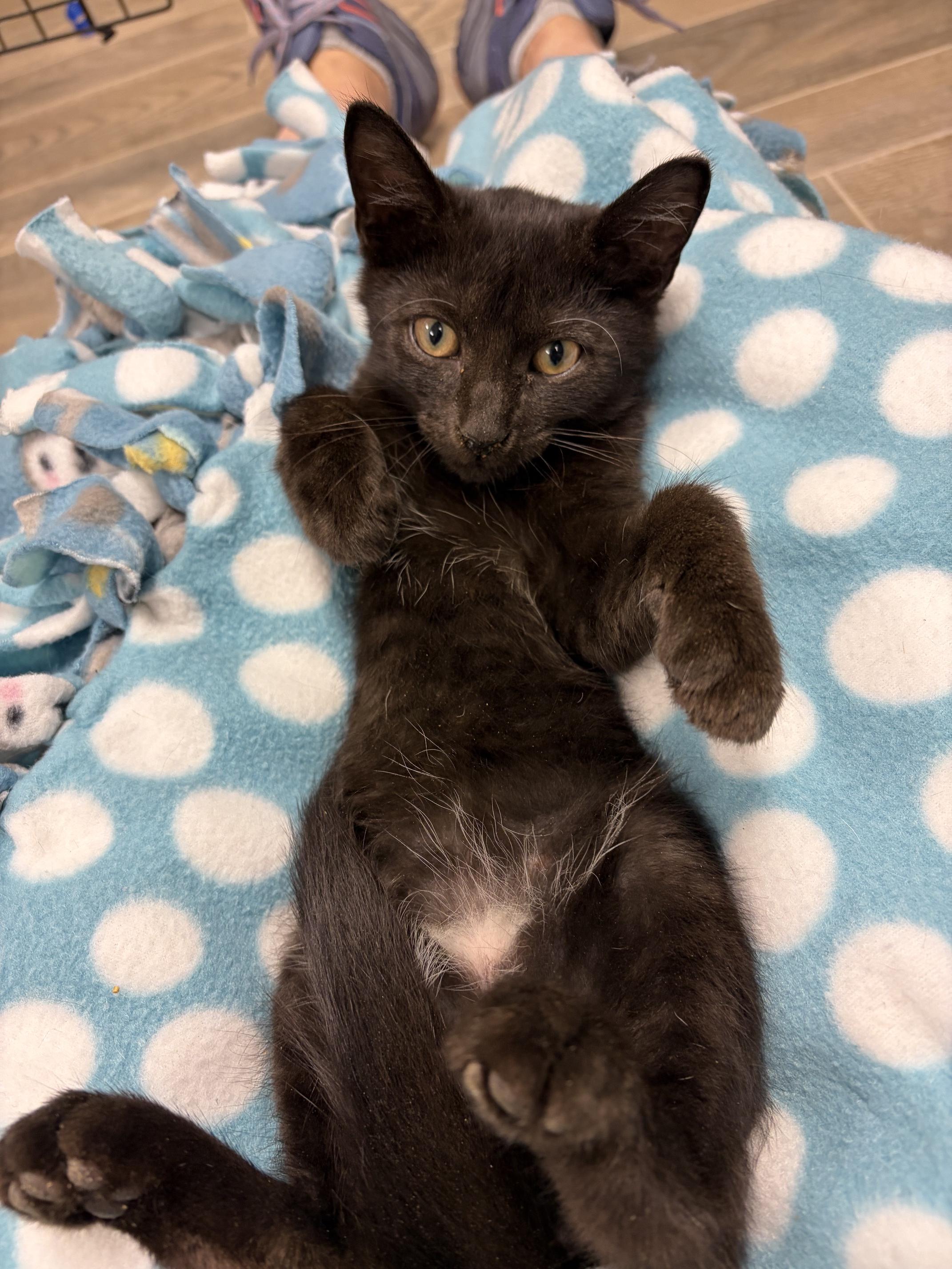 Enlarge Raphael, an adopted Domestic Short Hair in Oberlin, OH image 1/2