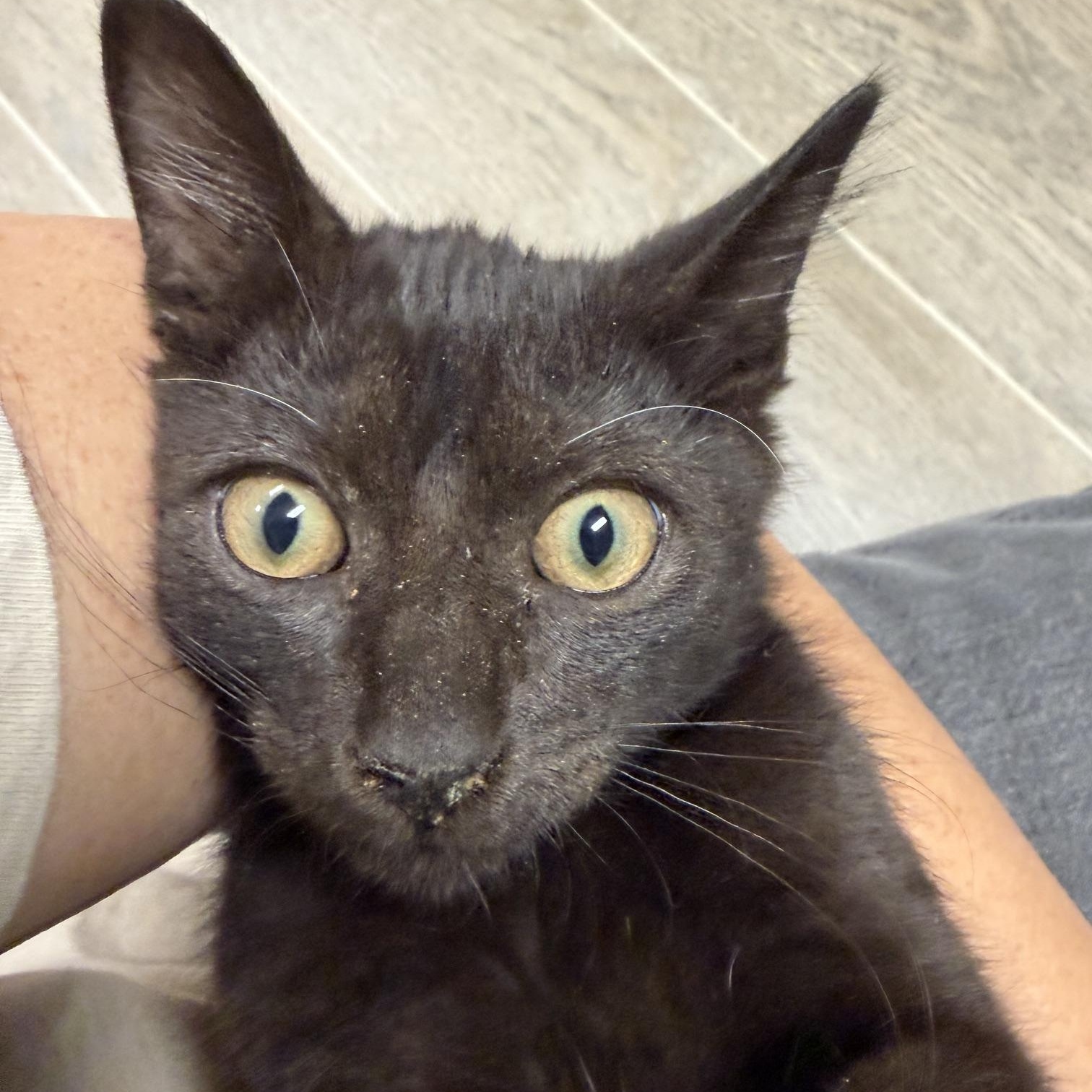 Enlarge Raphael, an adopted Domestic Short Hair in Oberlin, OH image 2/2
