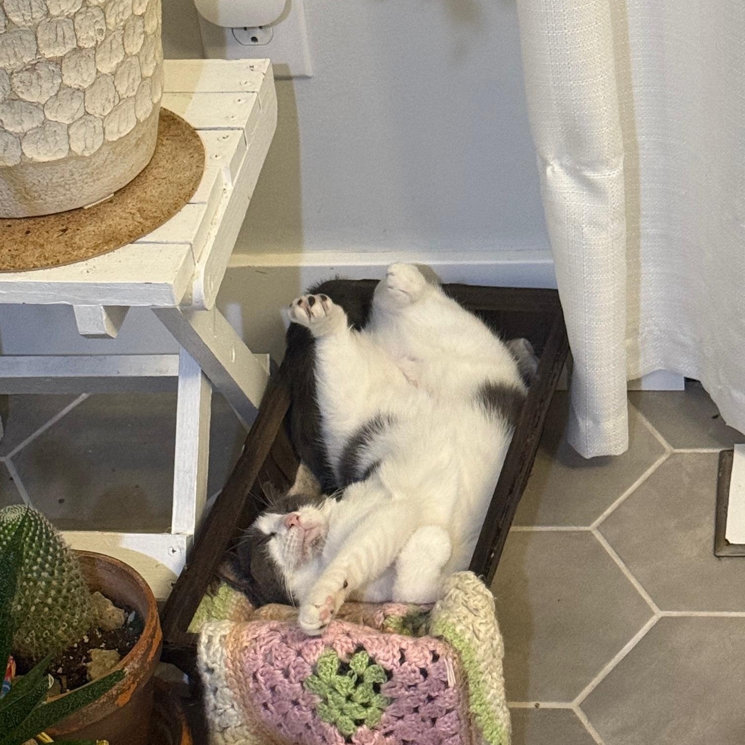 Ladybird, Adoptable, Adult Female Domestic Short Hair.