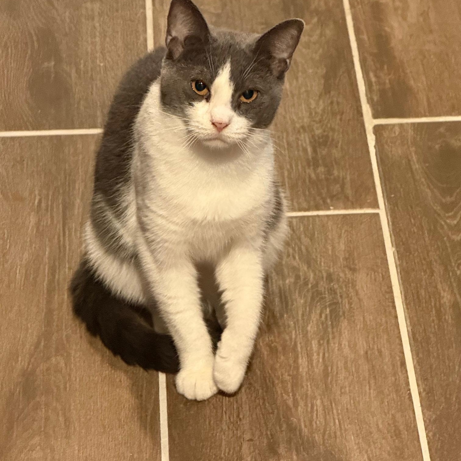 Ladybird, a Adoptable Domestic Short Hair in Philadelphia, PA image 2/6