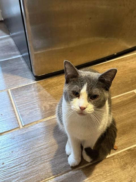 Ladybird, a Adoptable Domestic Short Hair in Philadelphia, PA image 3/6