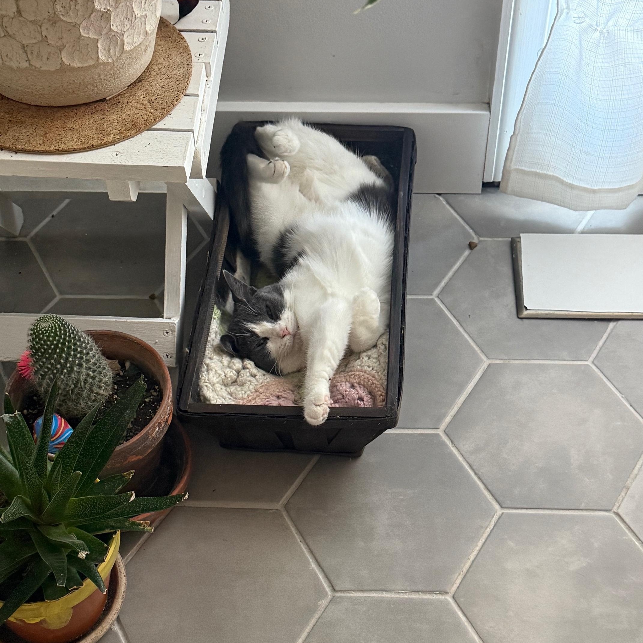 Ladybird, a Adoptable Domestic Short Hair in Philadelphia, PA image 4/6