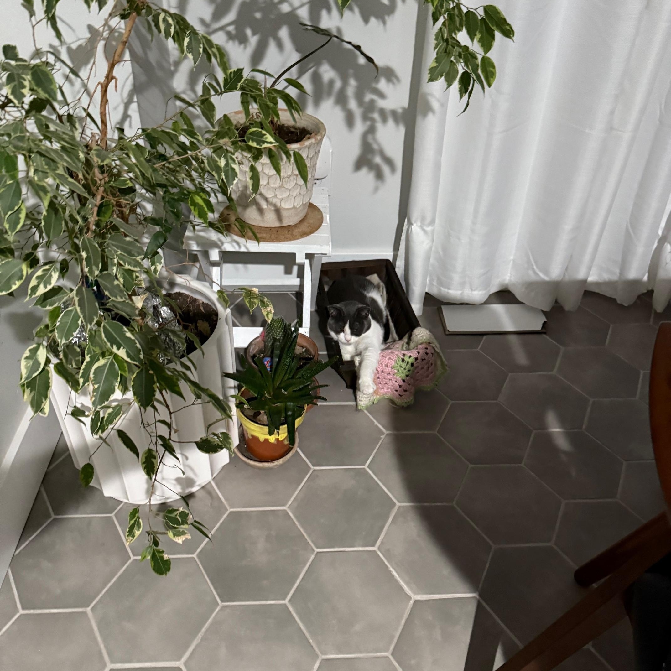 Ladybird, a Adoptable Domestic Short Hair in Philadelphia, PA image 5/6