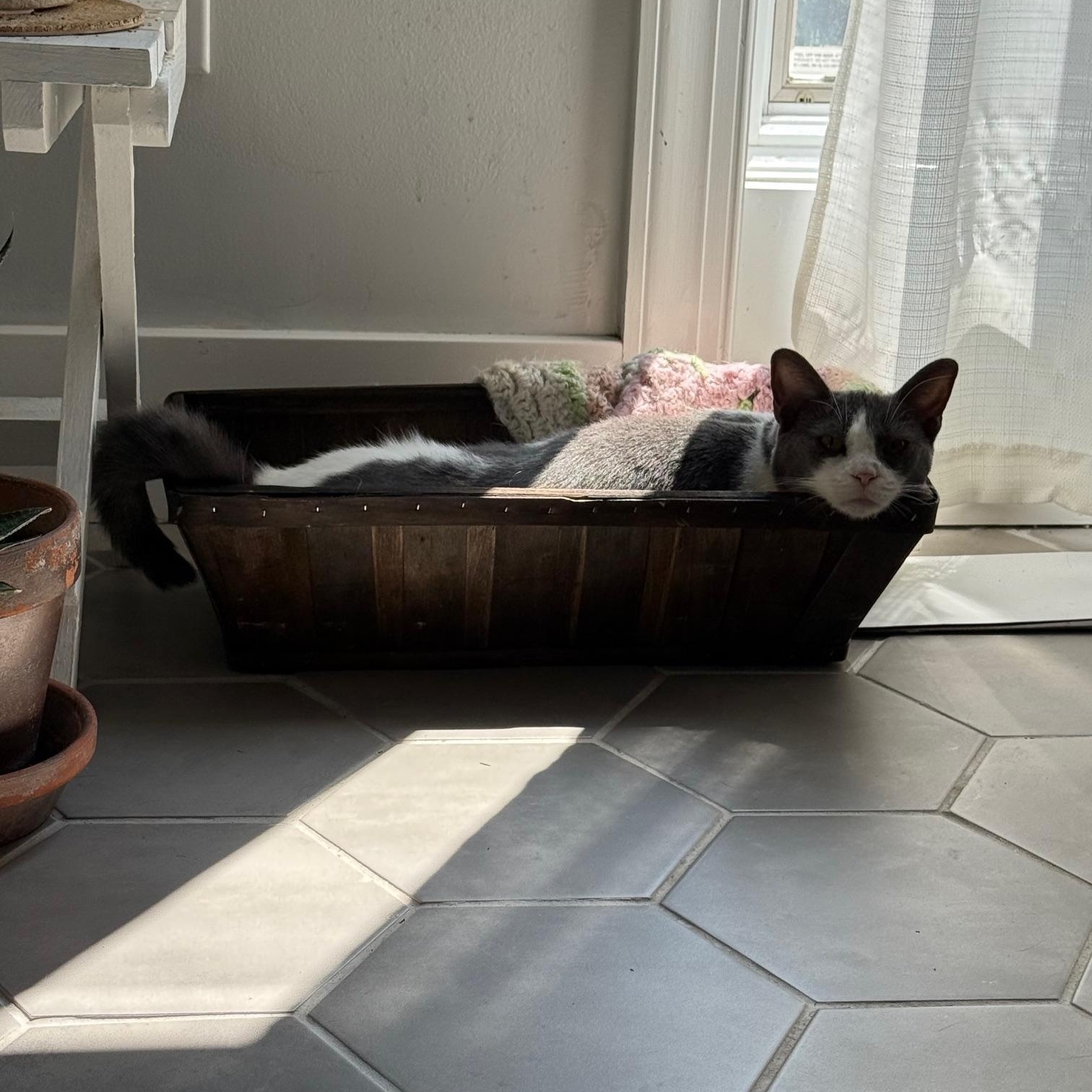 Ladybird, a Adoptable Domestic Short Hair in Philadelphia, PA image 6/6