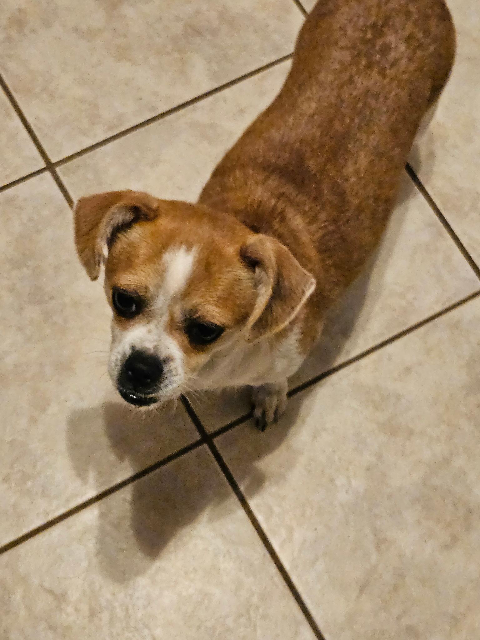 MAMA SAIDEE, Adopted, Adult Female Pug & Chihuahua.