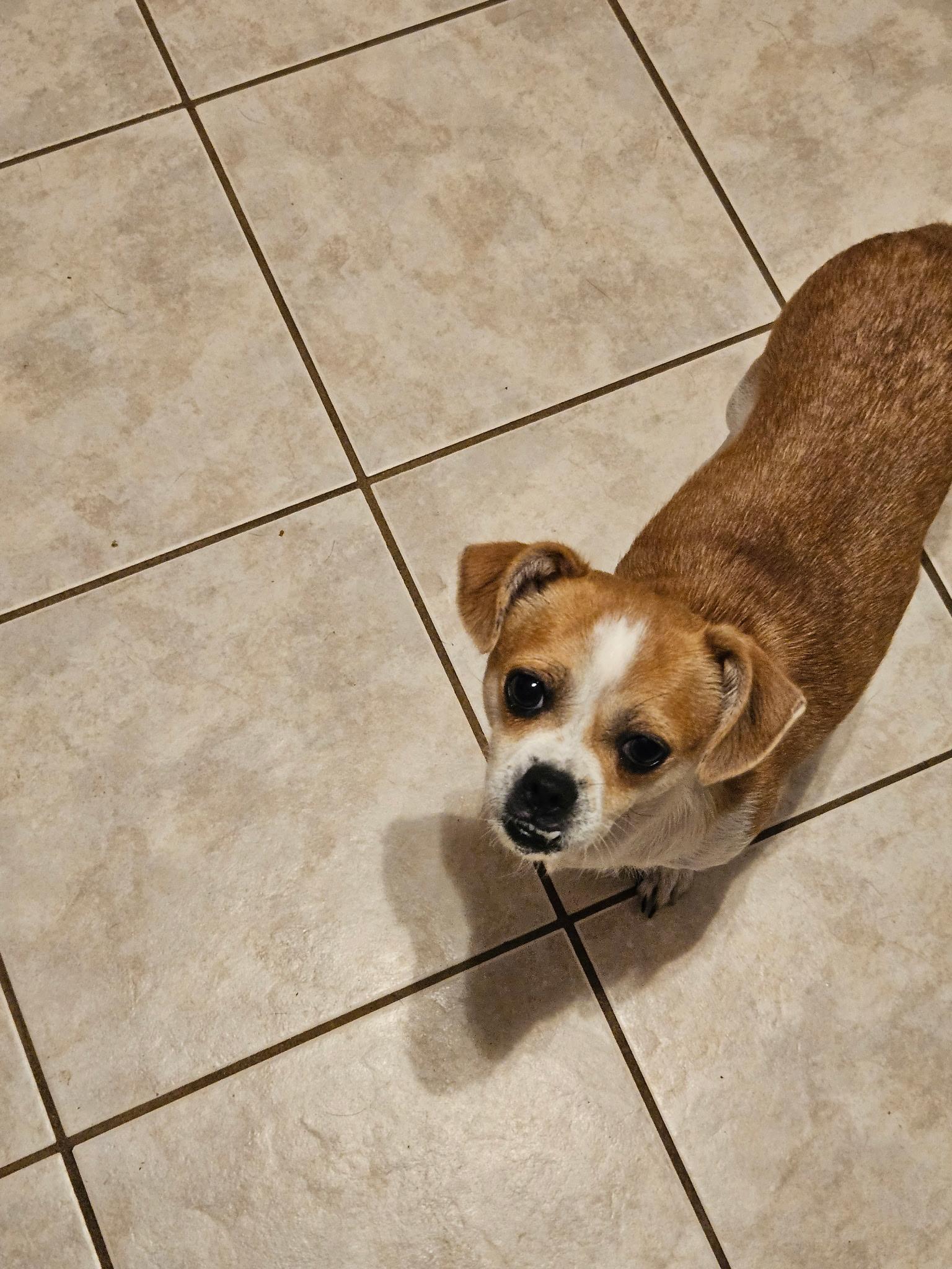 Enlarge MAMA SAIDEE, a Adopted mixed breed in Winder, GA image 2/4