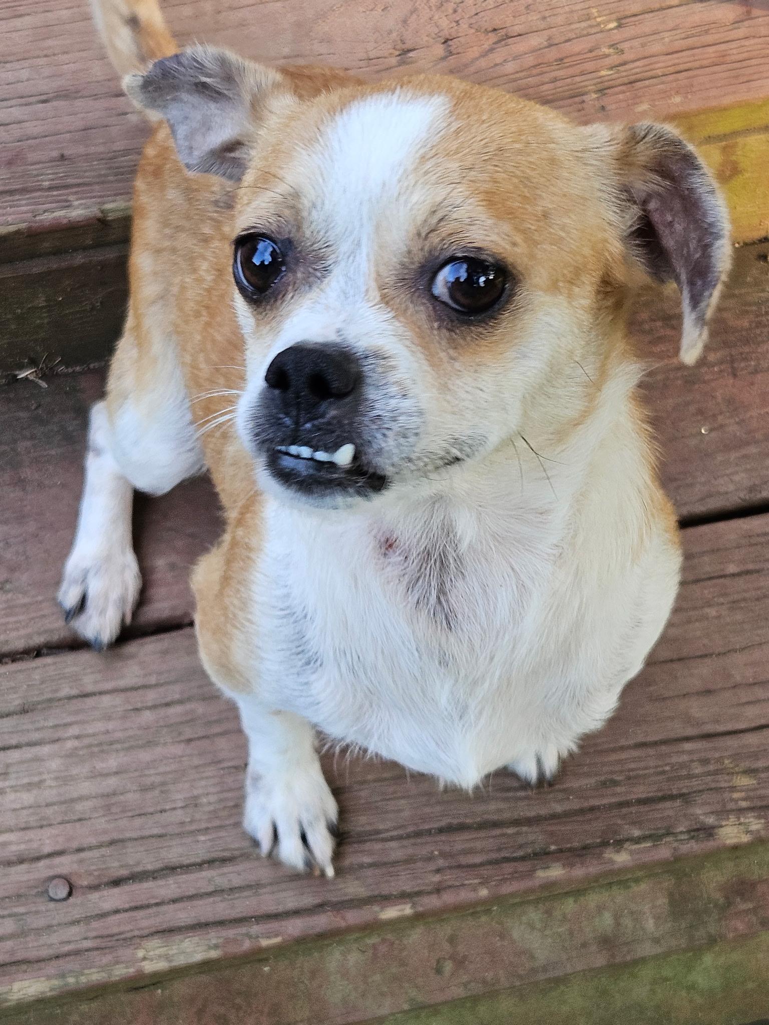 Enlarge MAMA SAIDEE, a Adopted mixed breed in Winder, GA image 3/4