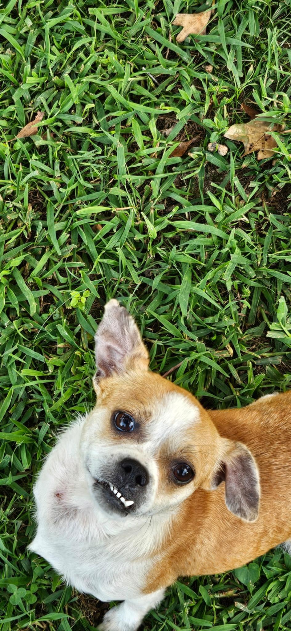 Enlarge MAMA SAIDEE, a Adopted mixed breed in Winder, GA image 4/4