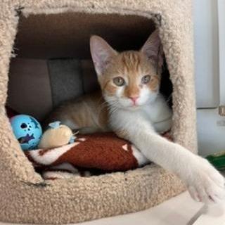 Quispe, a Adoptable Domestic Short Hair in North Myrtle Beach, SC image 1/3