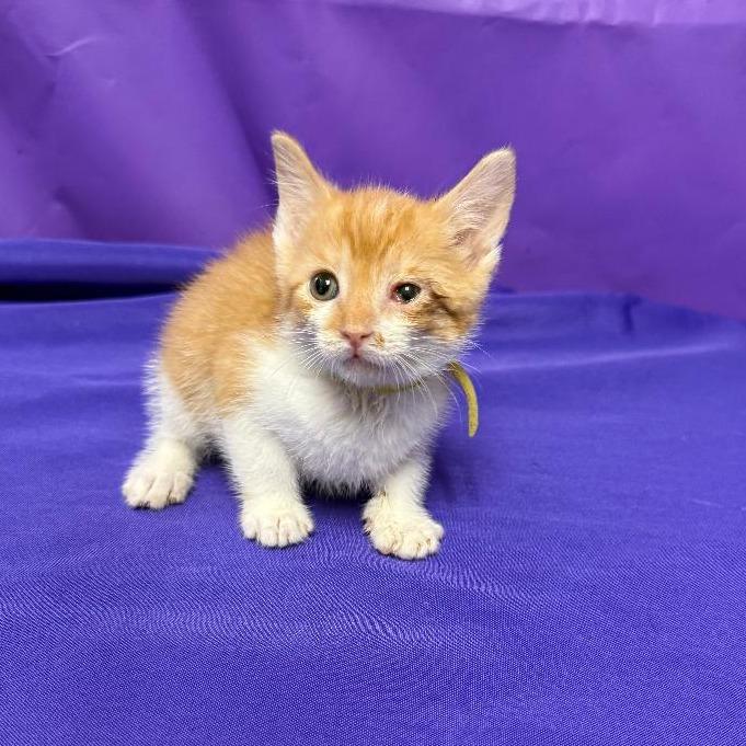 Quispe, a Adoptable Domestic Short Hair in North Myrtle Beach, SC image 2/3