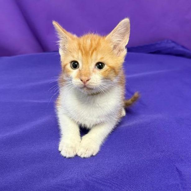 Quispe, a Adoptable Domestic Short Hair in North Myrtle Beach, SC image 3/3