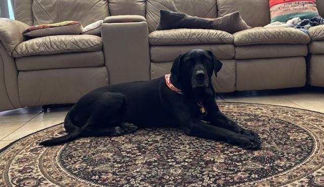 Buddy GDP, Adoptable, Adult Male Labrador Retriever & Mastiff.