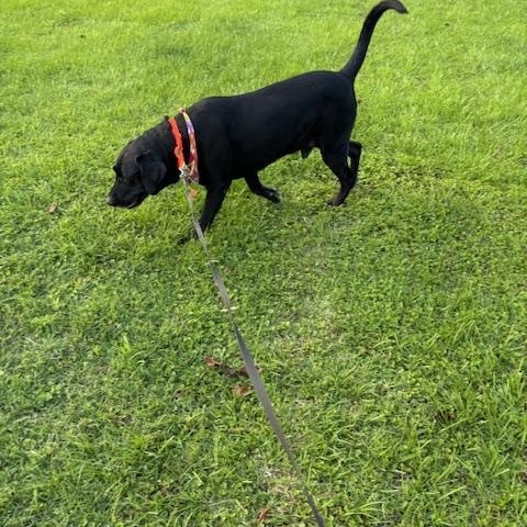 Buddy GDP, a Adoptable mixed breed in Dallas, TX image 1/3