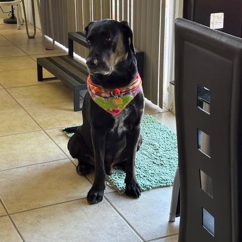 Buddy GDP, a Adoptable mixed breed in Dallas, TX image 2/3