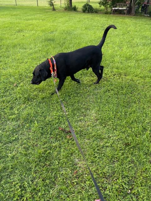 Buddy Gdp thumbnail 2