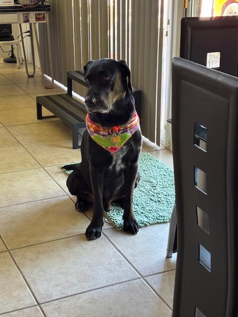 Buddy Gdp thumbnail 3