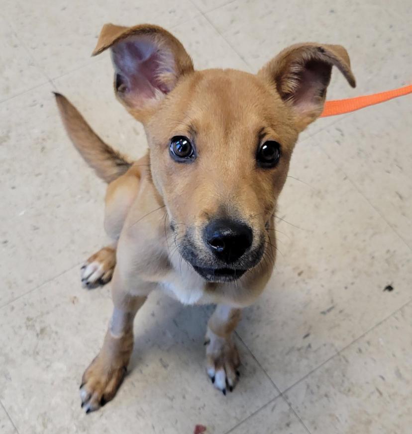 Honey Bee, Adopted, Adult Female Carolina Dog.