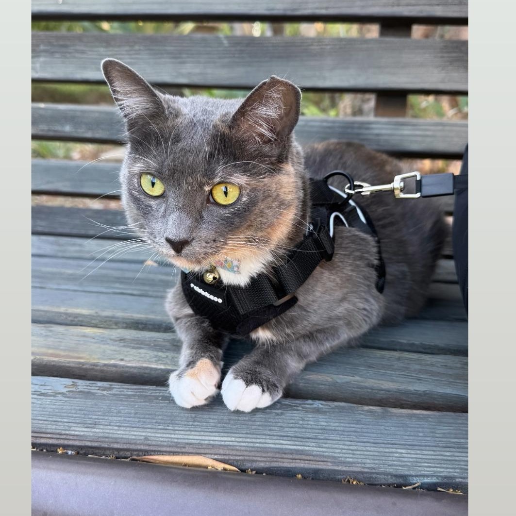Nimue, Adult Female Domestic Short Hair