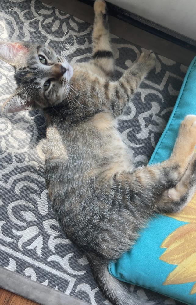 Luna-Q. K-517, Adoptable, Kitten Female Domestic Short Hair.