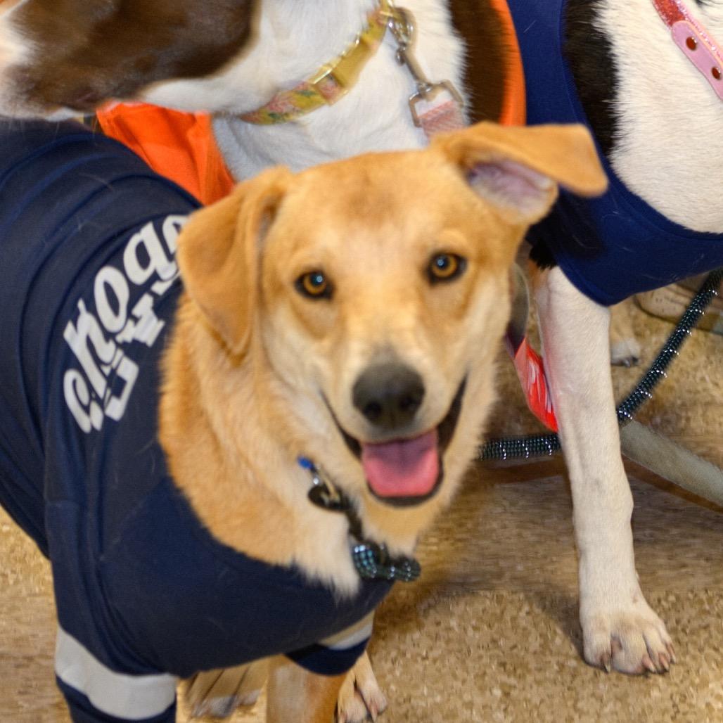 Chance, Adoptable, Young Male Beagle & Mixed Breed.