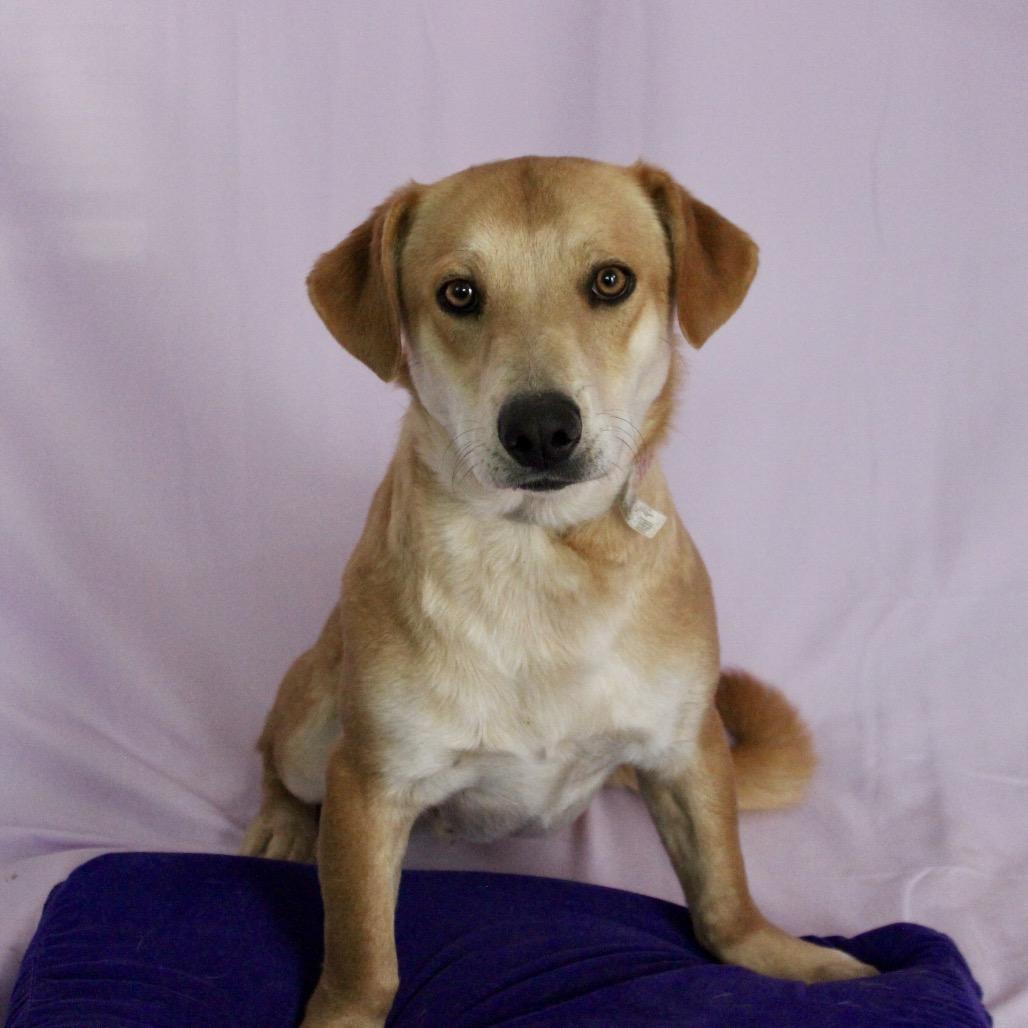 Enlarge Chance, a Adoptable mixed breed in Midland, TX image 3/3