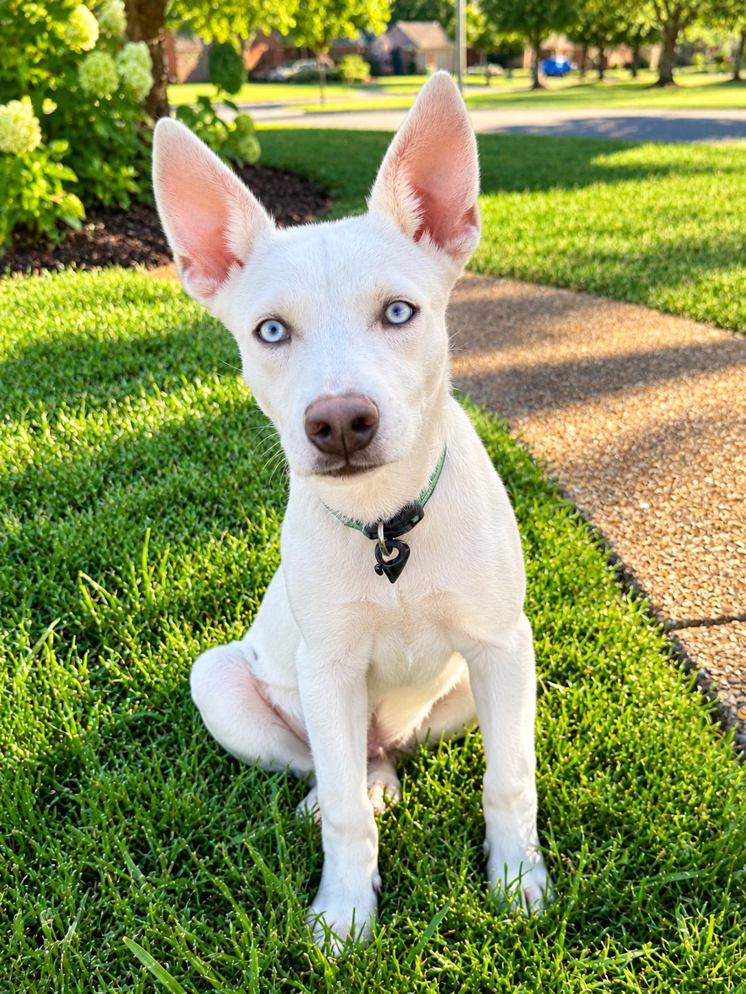 Enlarge Tadd, a Adoptable mixed breed in Philadelphia, PA image 2/6