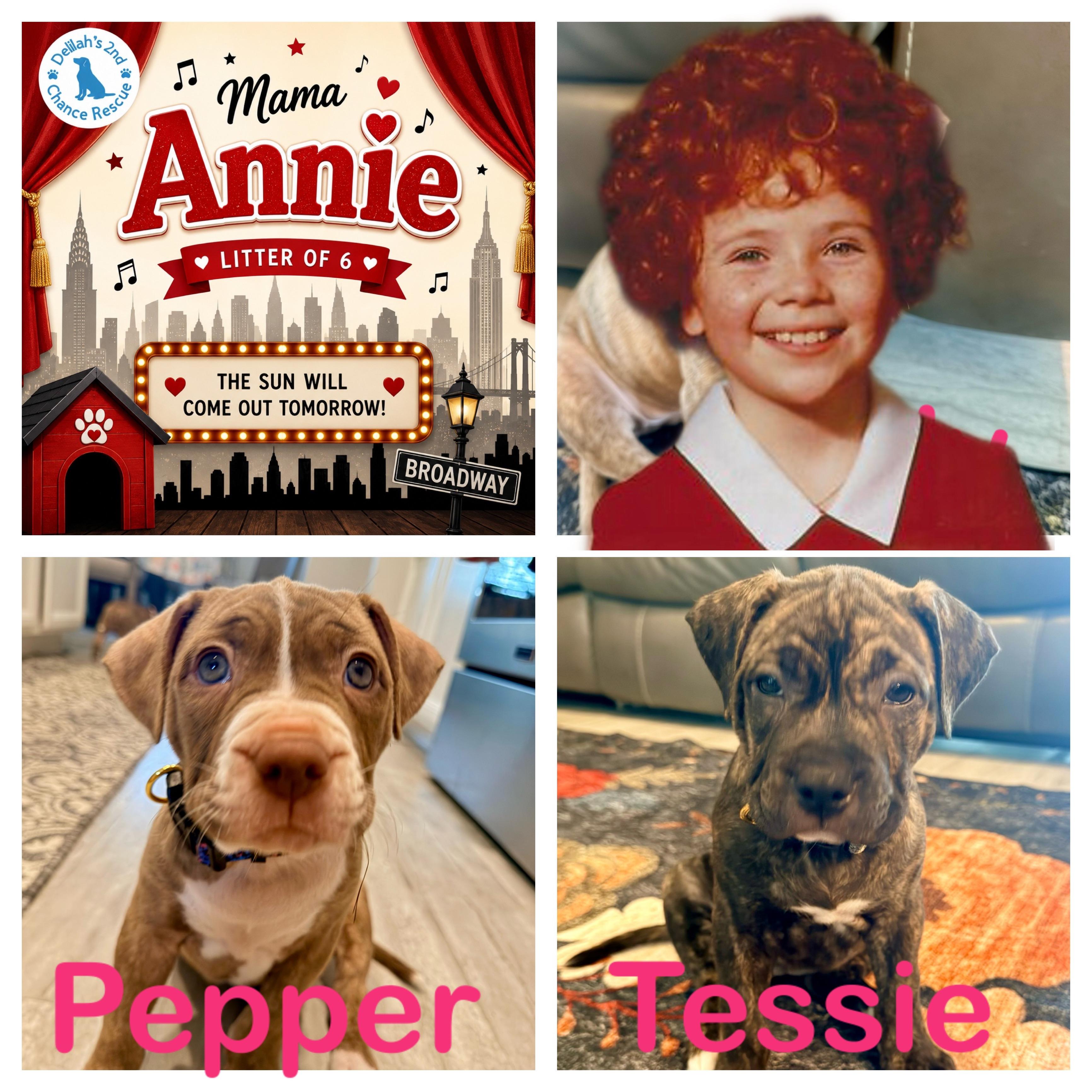 Annies babies, Adopted, Puppy Female German Shorthaired Pointer & Pit Bull Terrier.